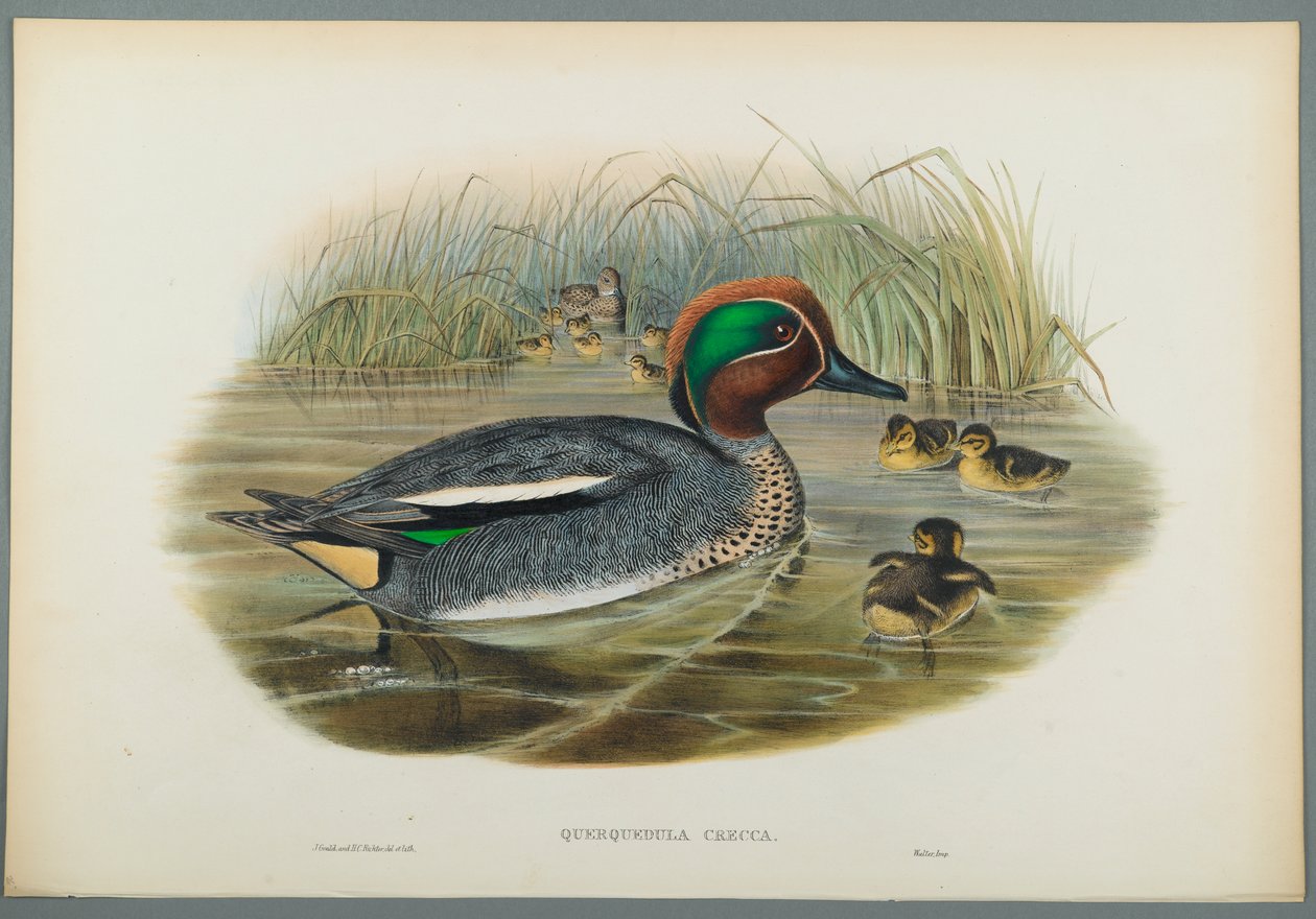 Querquedula Crecca: Teal (cor litho em papel woven) de John Gould