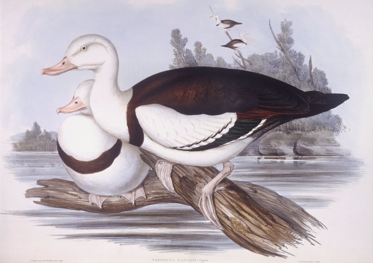 Radjah shelduck (Tadorna radjah), Gravação de John Gould de John Gould