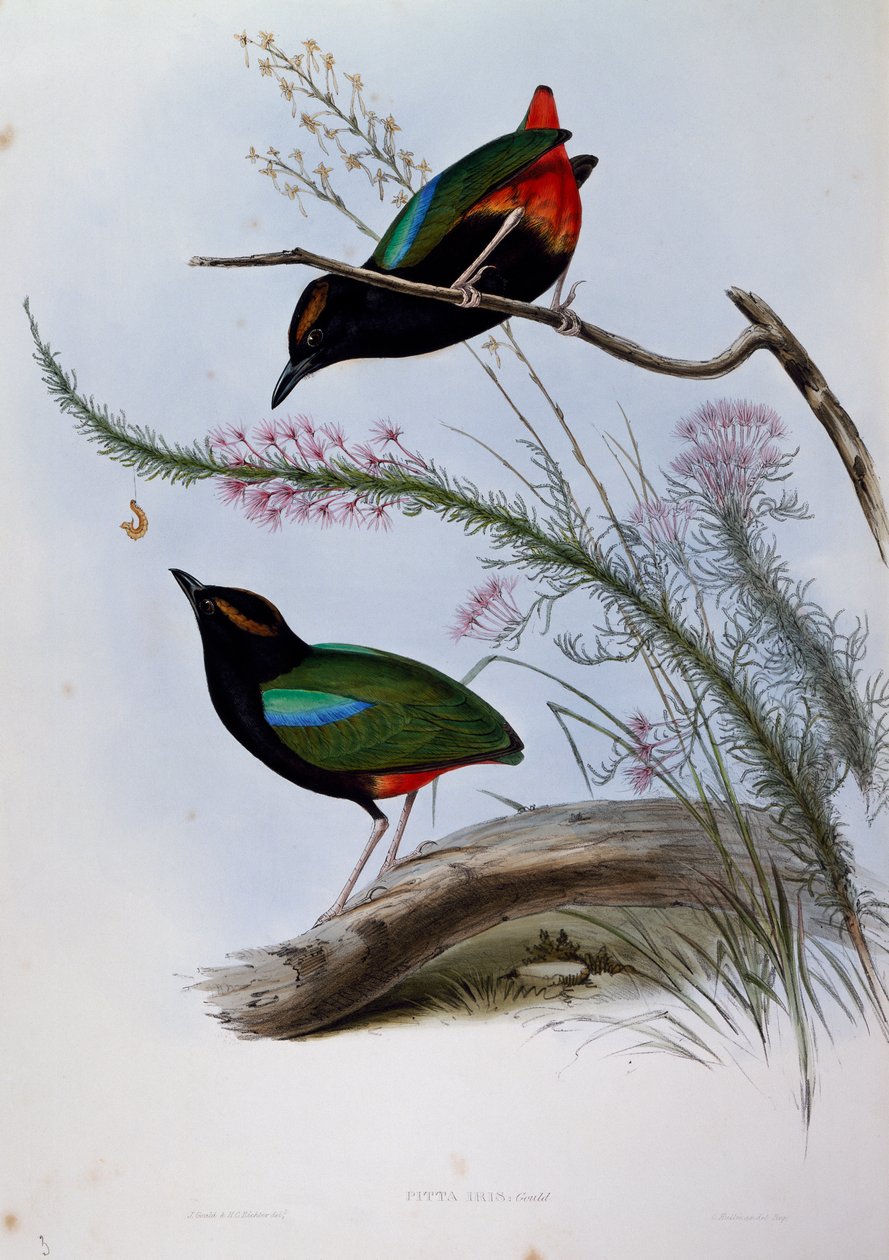 Arco-íris Pitta (Pitta iris), gravura de Birds of Australia de John Gould