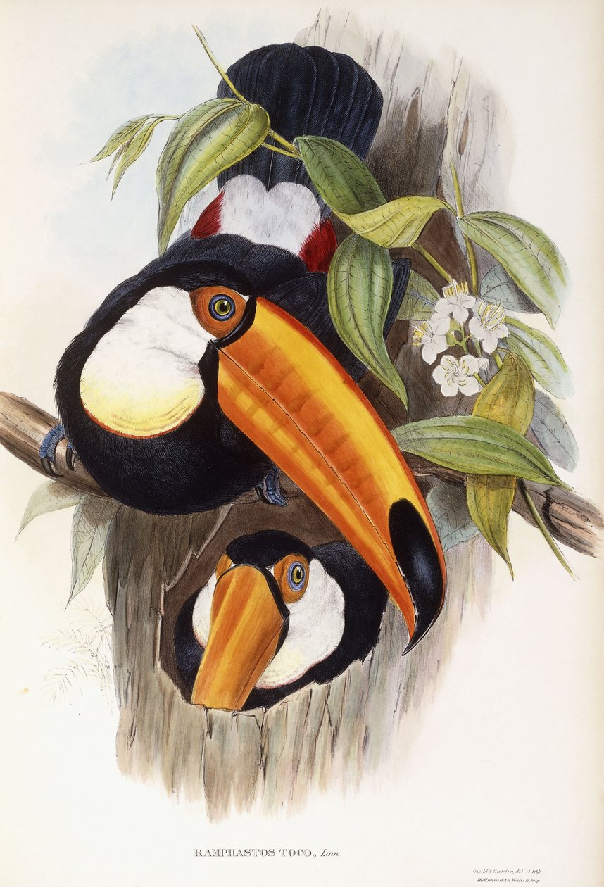 Ramphastos Toco de John Gould