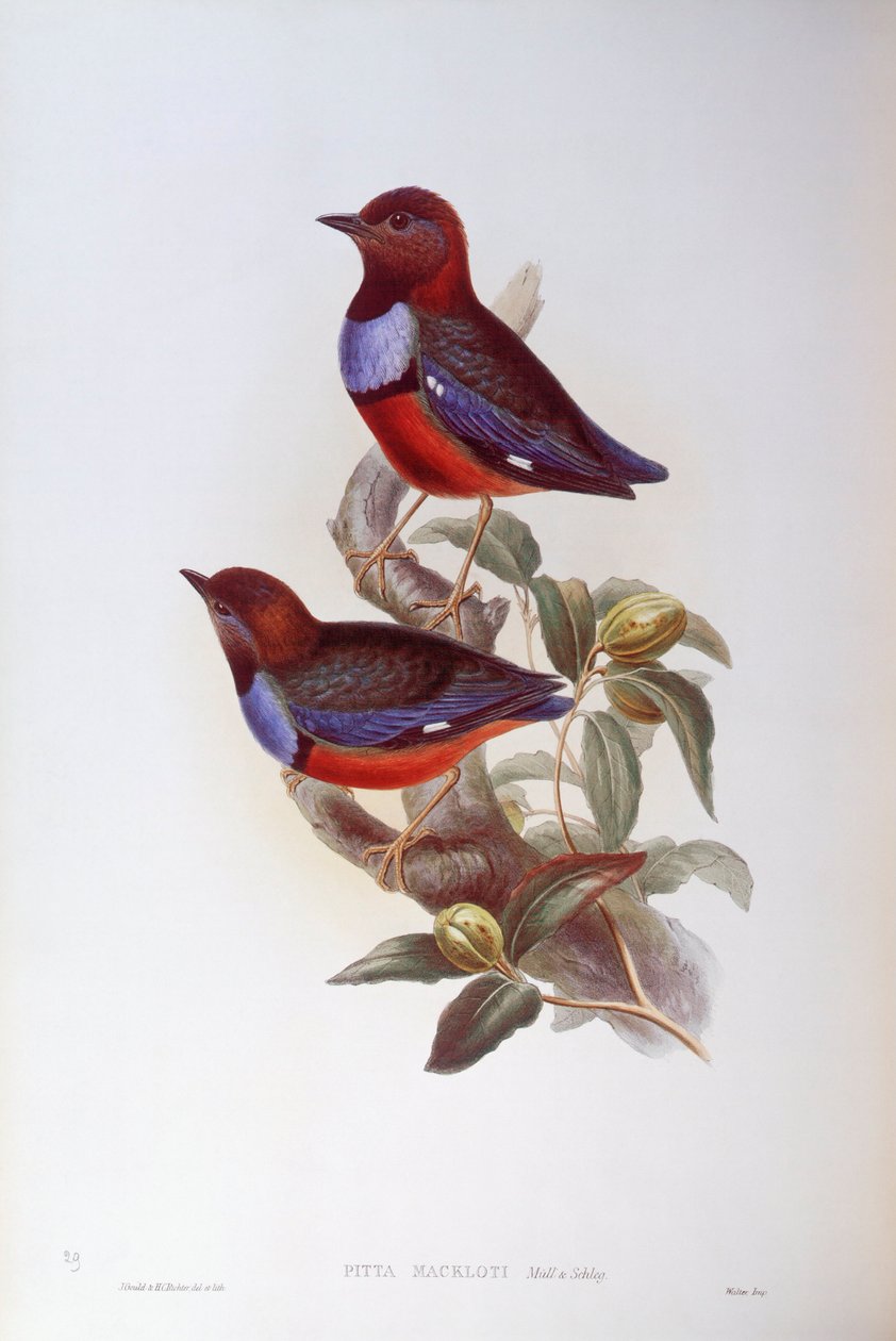 Pitta erythrogaster (Pitta erythrogaster), Gravura de John Gould de John Gould