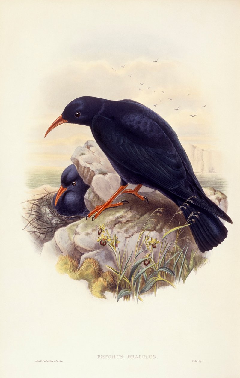 Tosse de bico vermelho (Pyrrhocorax pyrrhocorax), Gravura de John Gould de John Gould