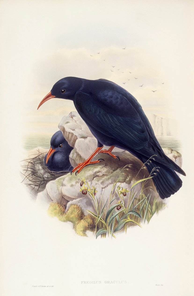 Tosse de bico vermelho (Pyrrhocorax pyrrhocorax), Gravura de John Gould de John Gould