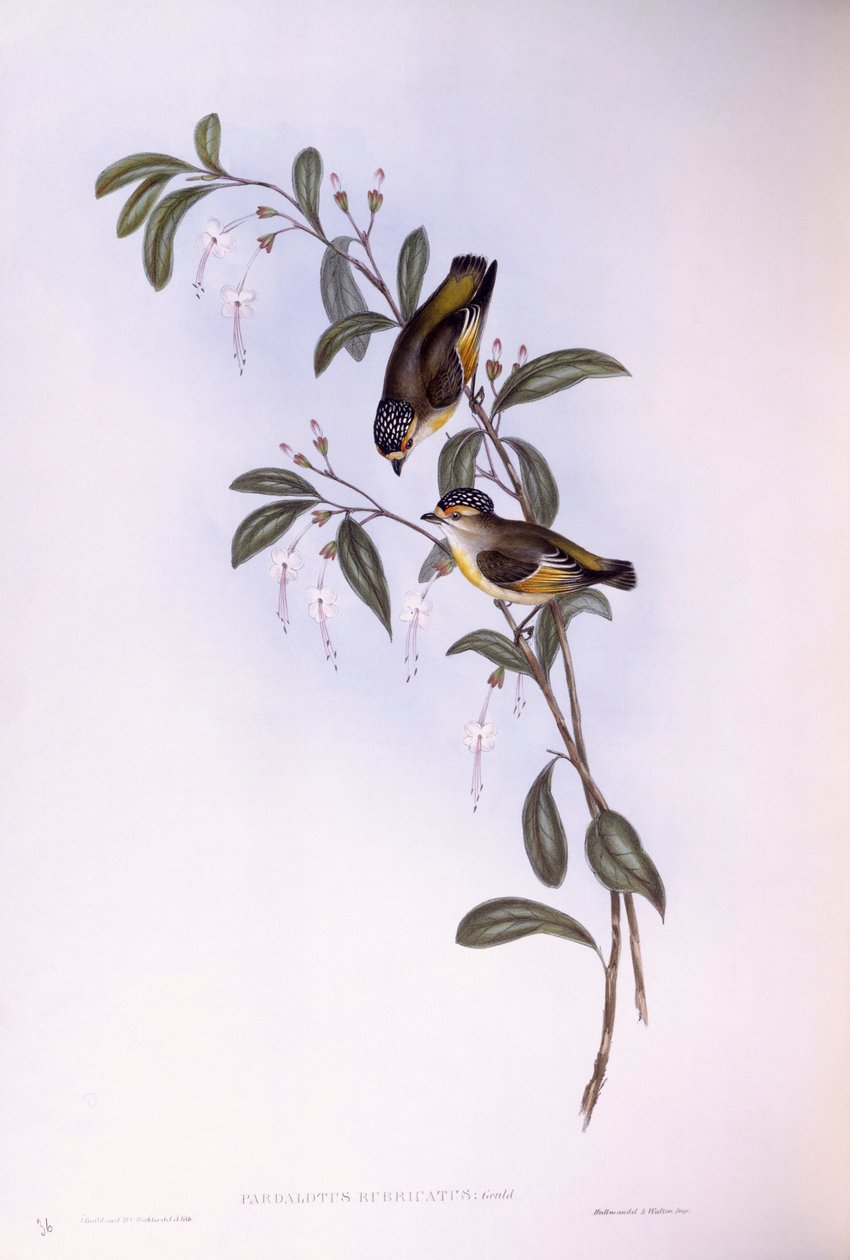 Pardalote vermelho (Pardalotus rubricatus), Gravura de John Gould de John Gould