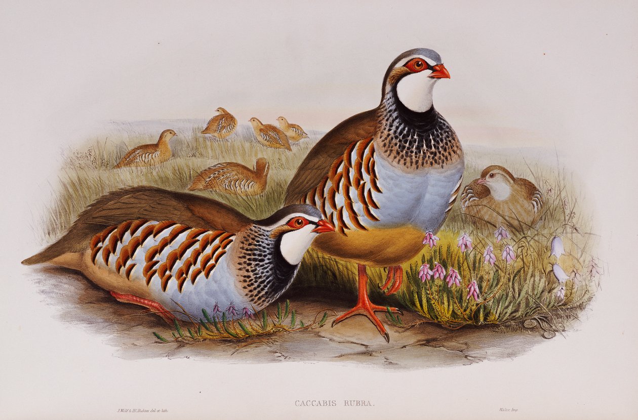 Perdizes-de-patas-vermelhas, 1862-73 de John Gould