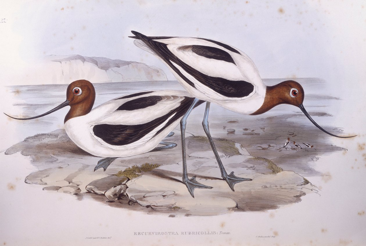 Red-necked avocet (Recurvirostra novaehollandiae), Engraving by John Gould de John Gould