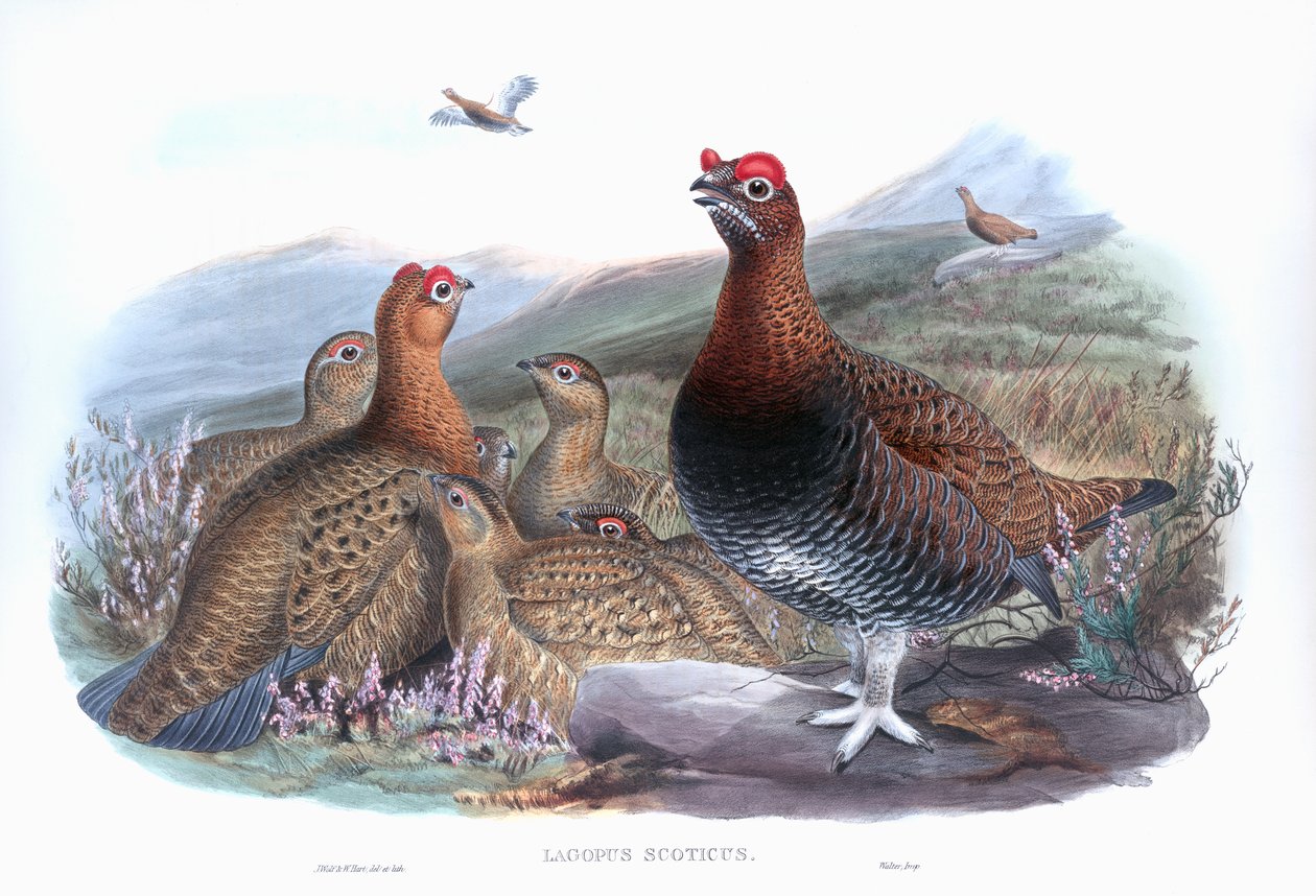 Lagopus lagopus lagopus scotica vermelho de John Gould