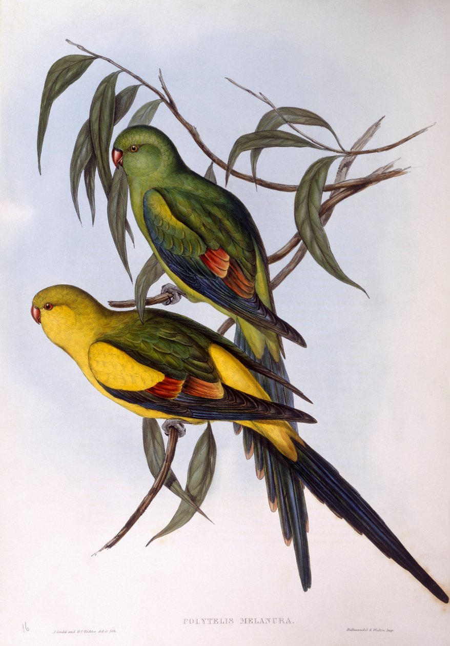 Papagaio Regente (Polytelis anthopeplus), Gravura de John Gould de John Gould