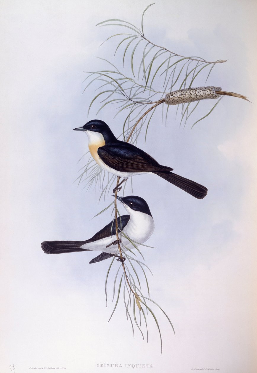 Apanhador de moscas inquieto (Myiagra inquieta), Gravação de John Gould de John Gould