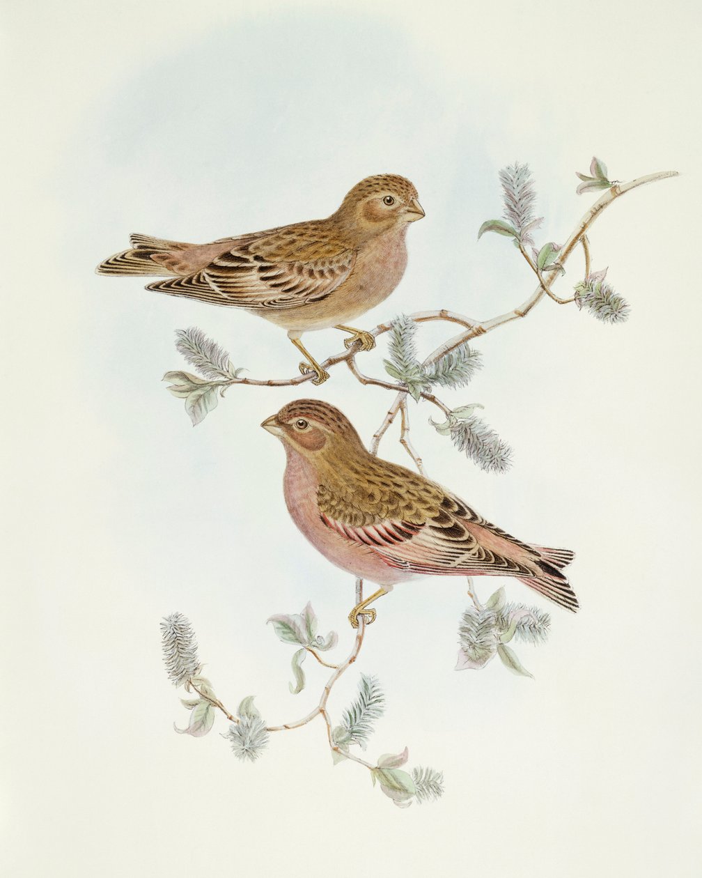 Rosy Finch (Erythrospiza incarnata), Gravura de John Gould de John Gould