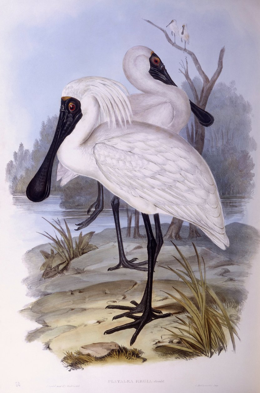 Royal spoonbill (Platalea regia), Gravura de John Gould de John Gould
