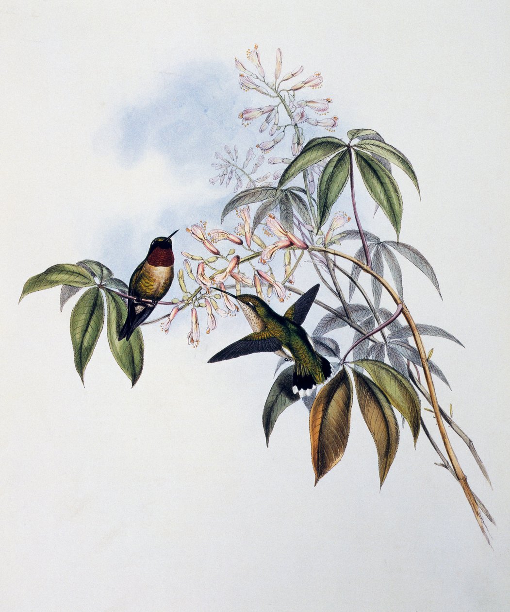 Beija-flor de garganta-de-rosa (Archilochus colubris), gravura da Monografia de Trochilidae ou Beija-flor (1849-1861), de John Gould (1804-1881), Reino Unido de John Gould