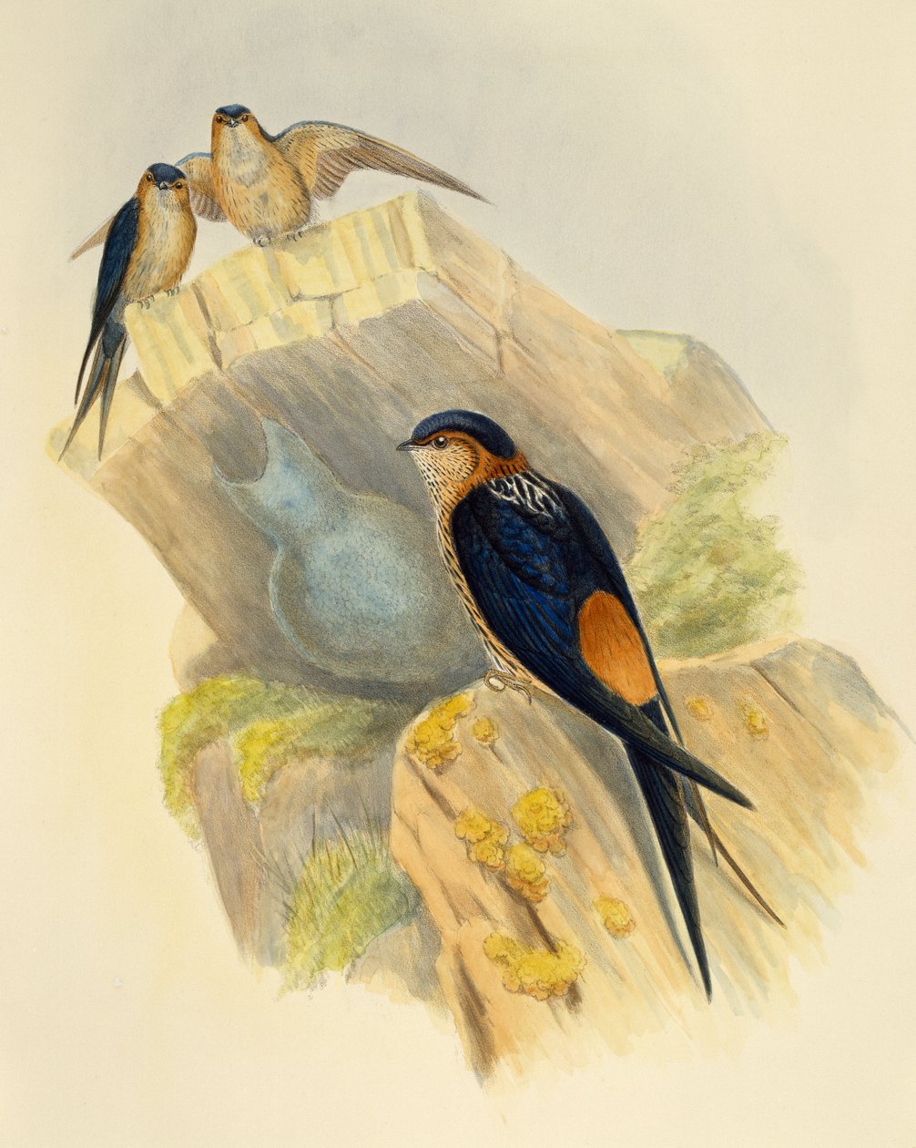 Andorinha-das-torres (Hirundo daurica), gravura de John Gould (1804-1881), Reino Unido de John Gould