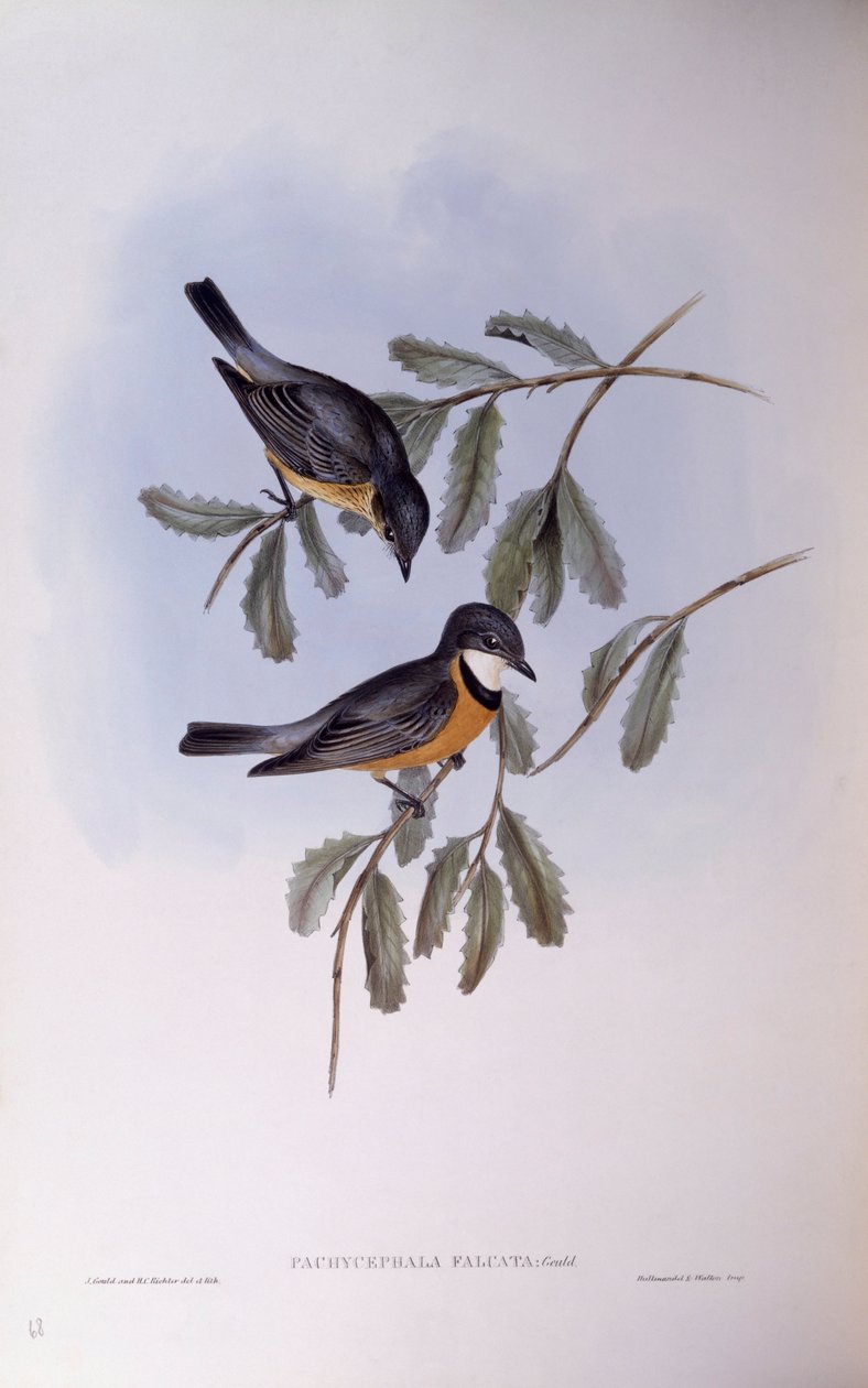 Rufous whistler (Pachycephala rufiventris), Engraving by John Gould de John Gould