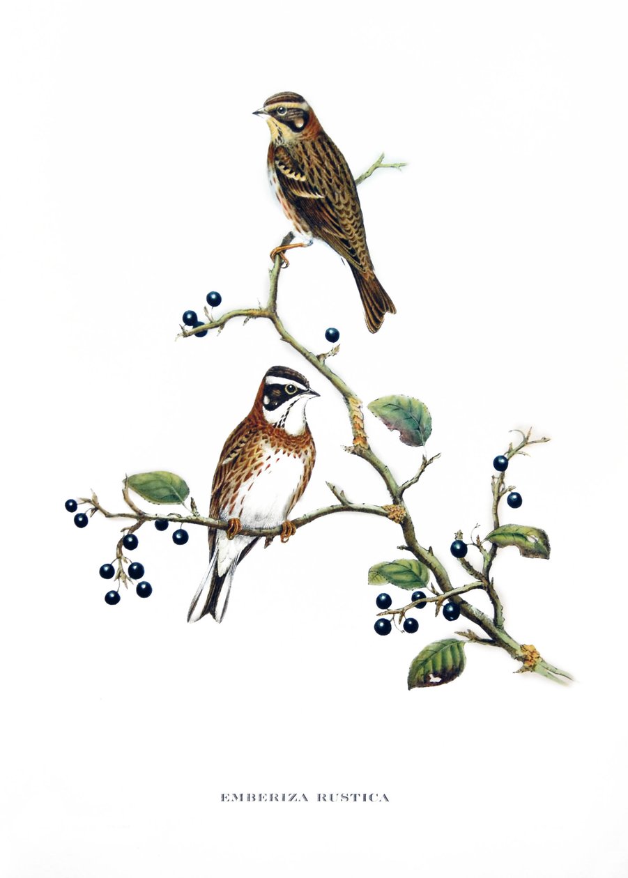 Buzina rústica, aves da Ásia (China e Japão), gravura do livro de John Gould (1804-1881) "Tropical Birds" de John Gould
