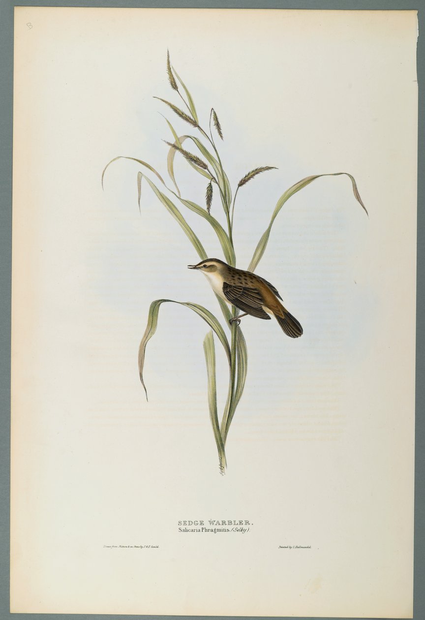 Salicaria Phragmatis: Sedge Warbler (litogravura colorida em papel tufado) de John Gould