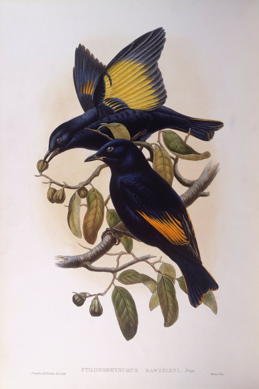 Pássaro de cetim (Ptilonorhynchus violaceus), Gravura de John Gould de John Gould