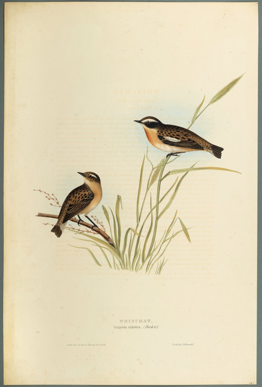 Saxicola Rubetra - Whinchat (litografia a cores em papel tufado) de John Gould