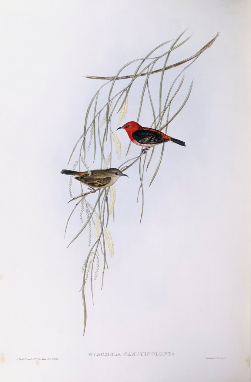Scarlet myzomela (Myzomela sanguinolenta), Gravação de John Gould de John Gould