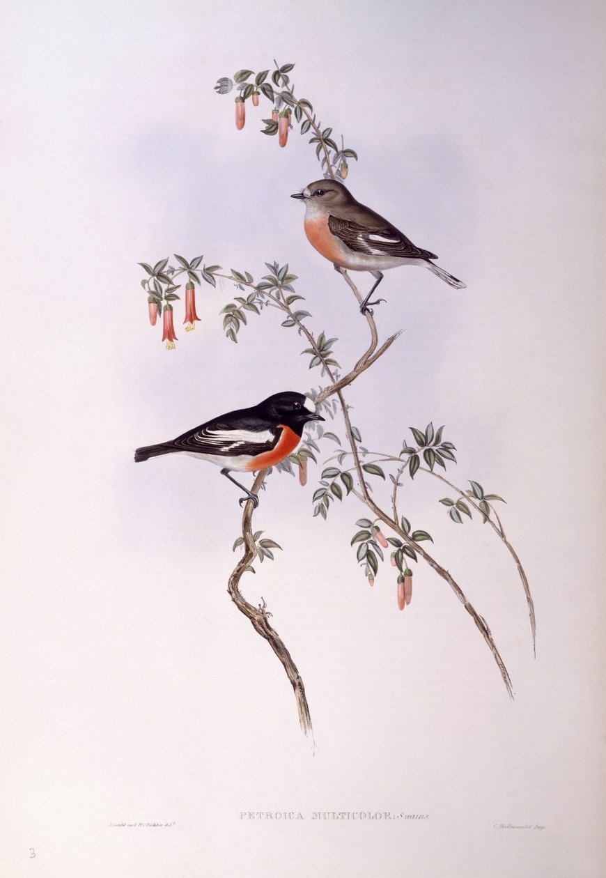 Scarlet robin (Petroica multicolor), Gravura de John Gould de John Gould