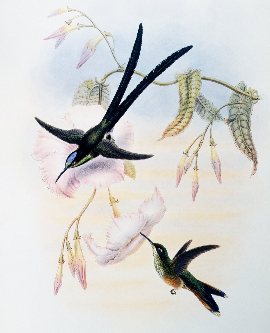 Beija-flor de cauda em tesoura (Hylonympha macrocerca), gravura de Monograph of Trochilidae or Humming Birds (1849-1861), de John Gould (1804-1881), Reino Unido de John Gould