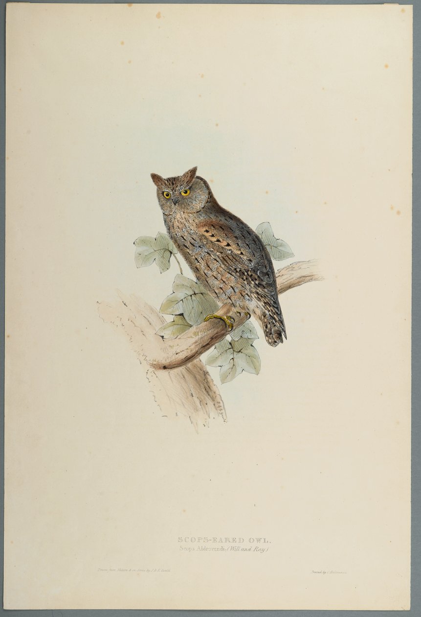 Scops Aldrovandi - Scops orelhudo coruja (cor litho em papel wove) de John Gould