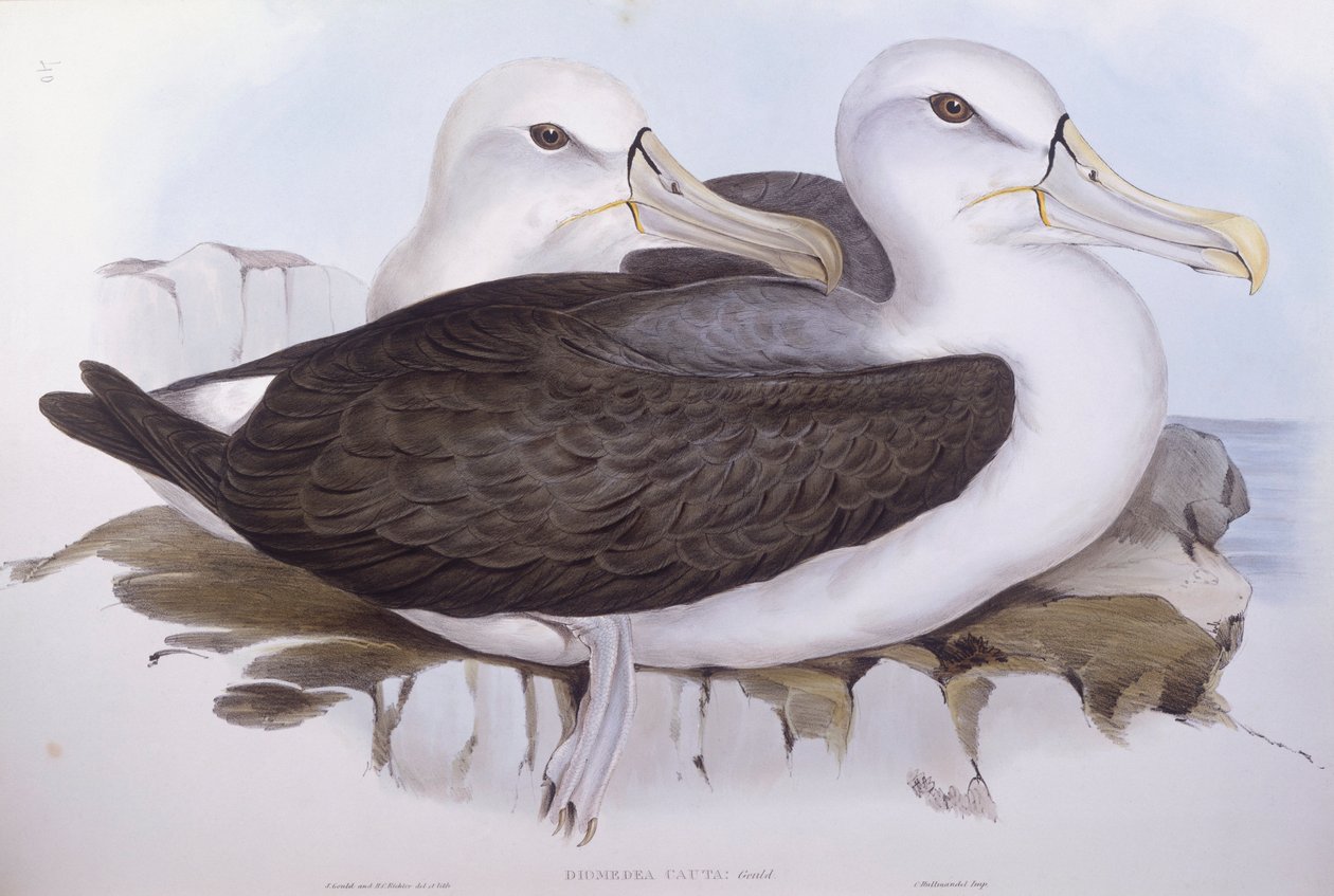 Albatroz tímido (Diomedea o Thalassarche cauta), Gravura de John Gould de John Gould