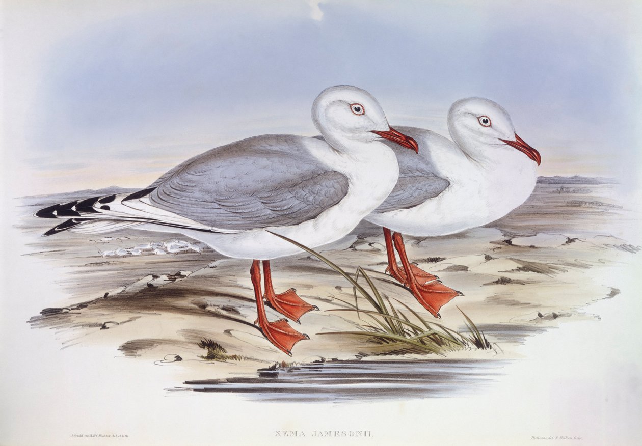 Gaivota de prata (Larus novaehollandiae), Gravura de John Gould de John Gould