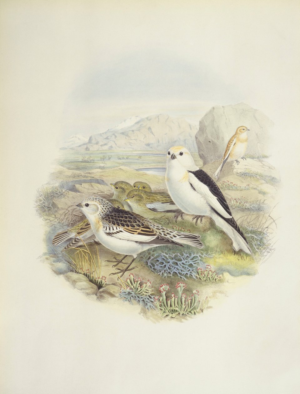Pão de neve (Plectrophenax nivalis), ilustração de John Gould