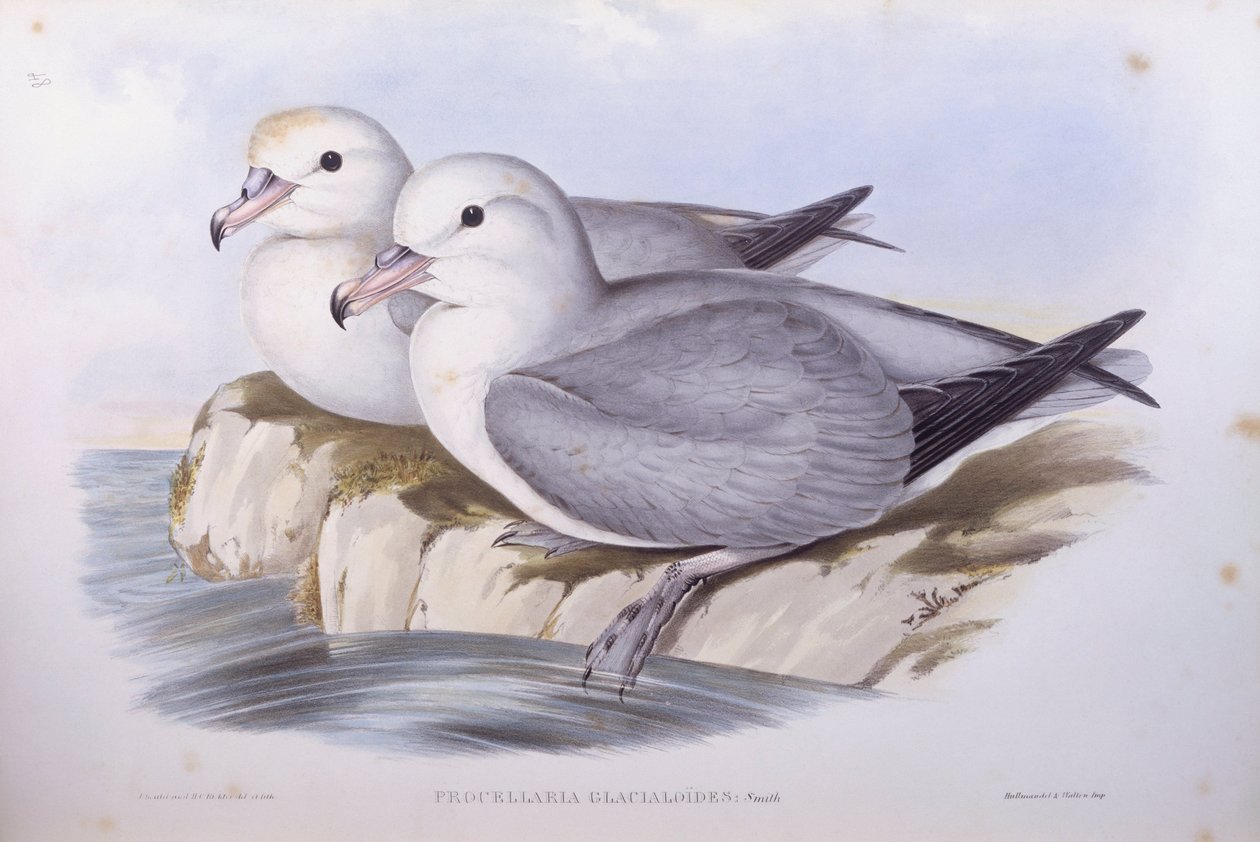 Fulmar do Sul (Fulmarus glacialoides), Gravura de John Gould de John Gould