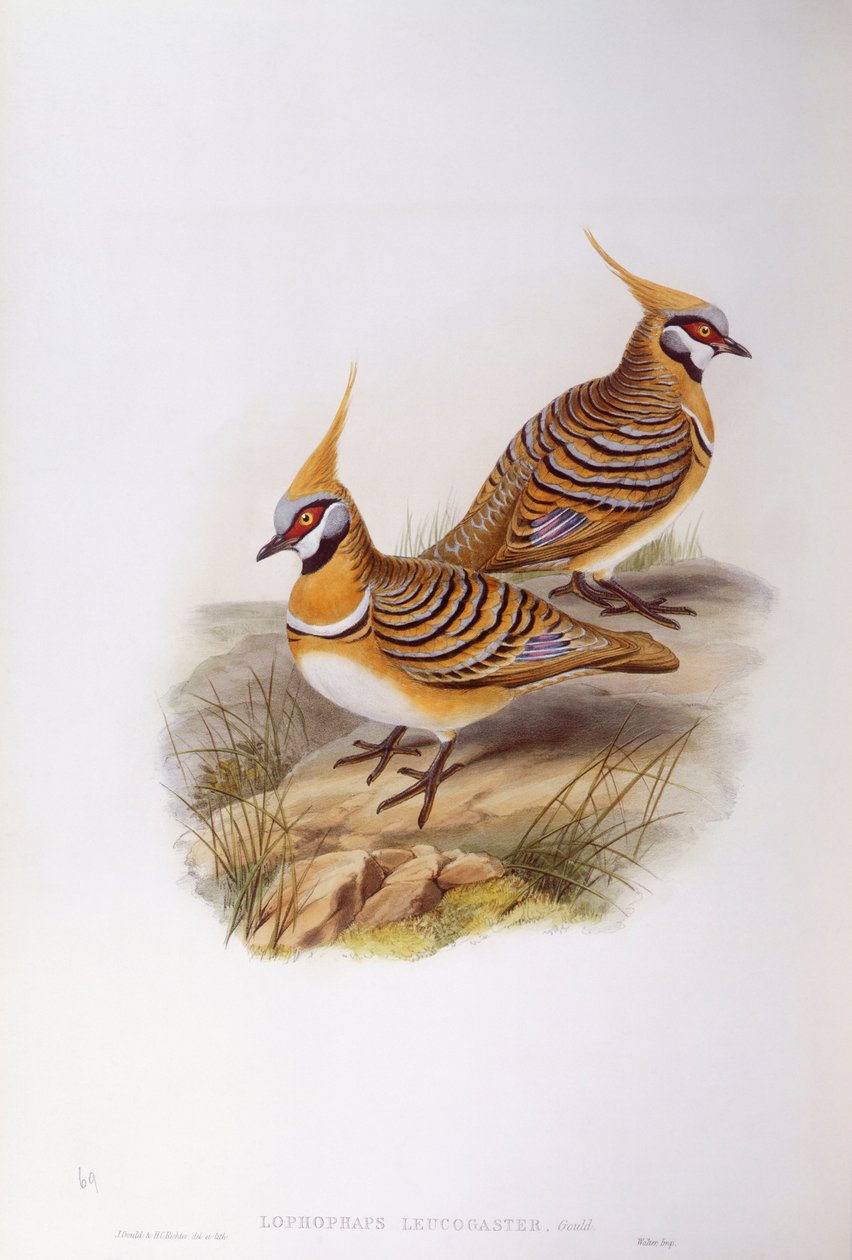 Spinifex pigeon (Lophophaps ou Geophaps plumifera leucogaster), Engraving by John Gould de John Gould