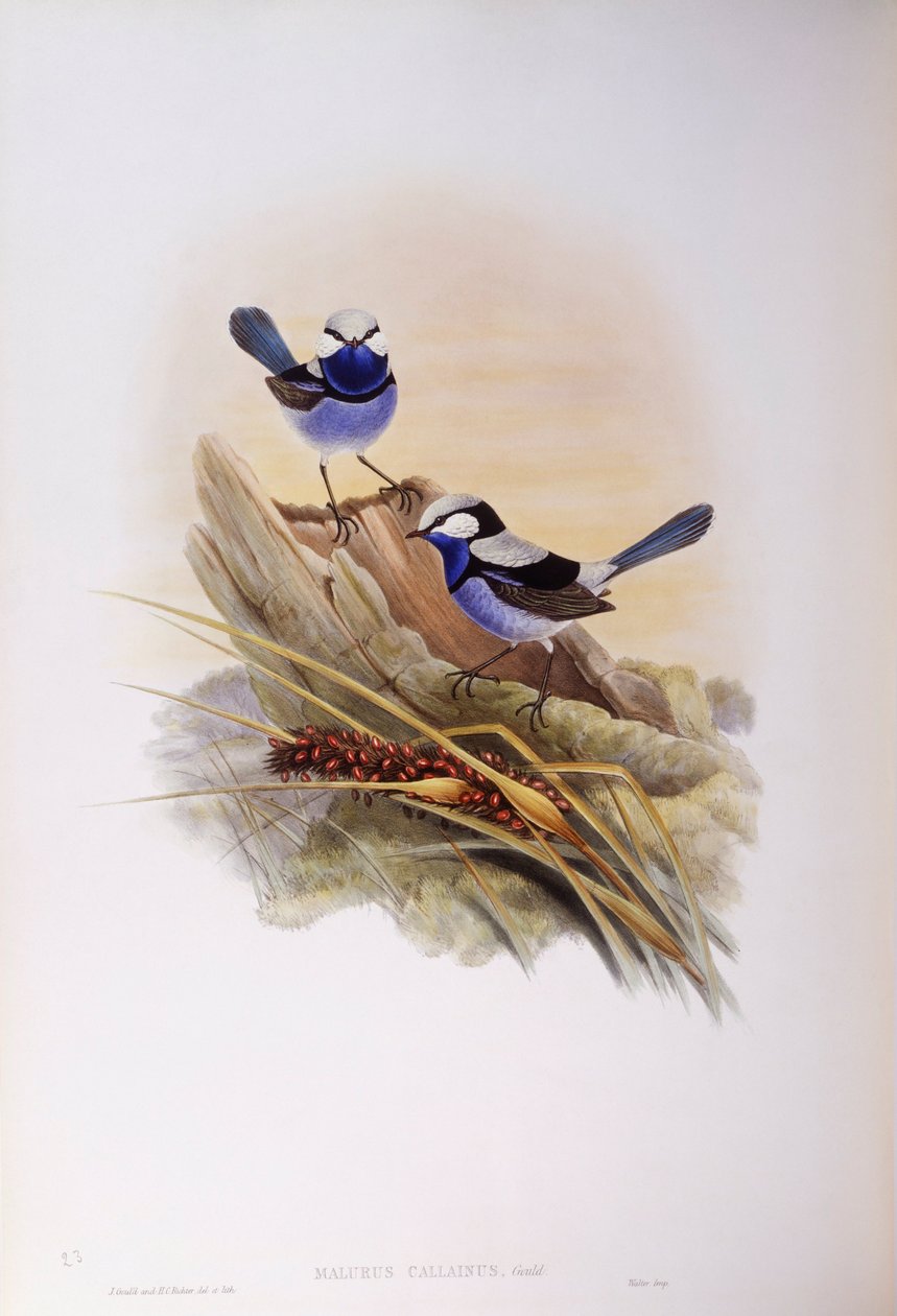Esplêndidas fadas (Malurus splendens), Gravação de John Gould de John Gould