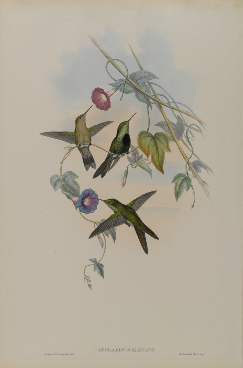 Sporadinus Elegans: Pássaro Domingo Humming de John Gould