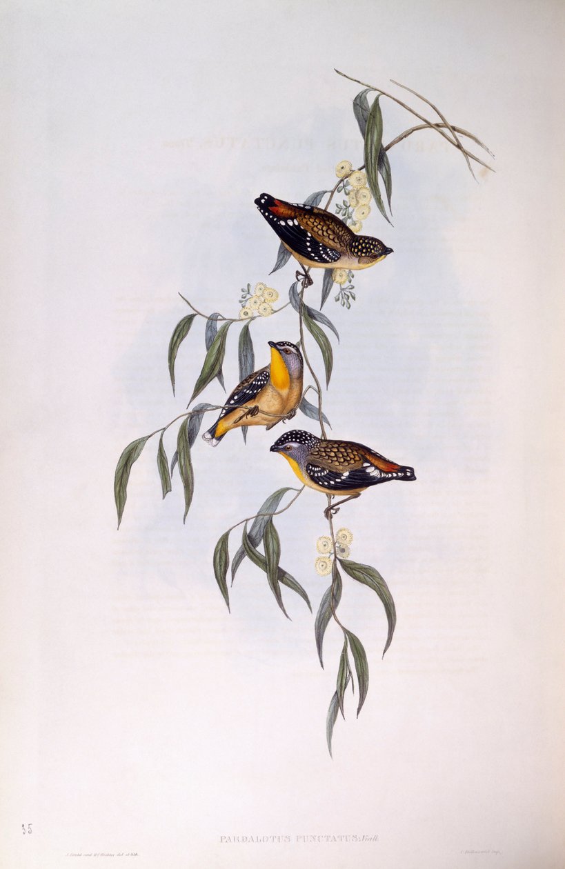 Pardalotus punctatus (Pardalotus punctatus), Gravura de John Gould de John Gould