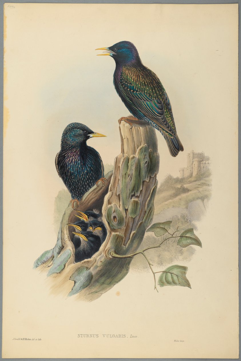 Estorninho: Sturnus Vulgaris (Linn) (cor litho em papel de palha) de John Gould