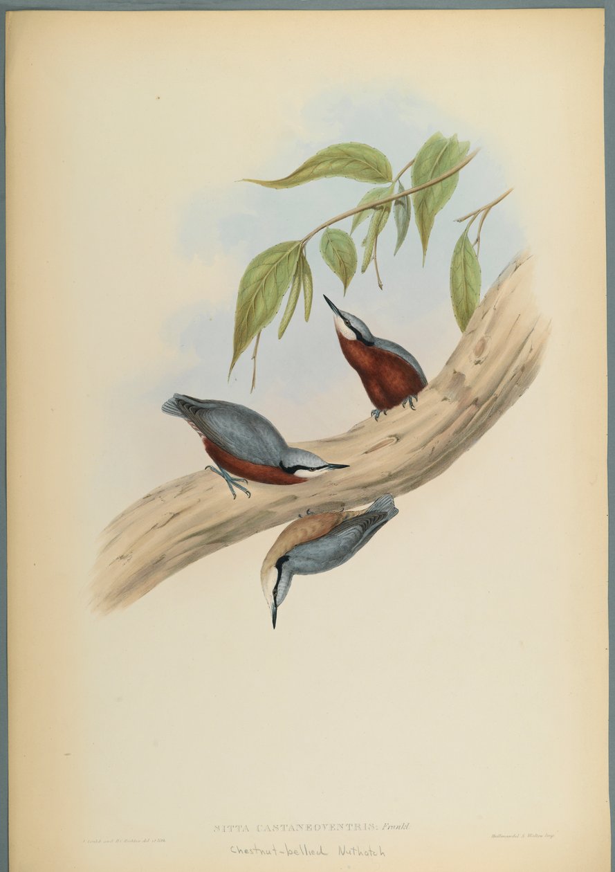 Stila Castaneoventris, Pica-pau-de-barriga-castanha (cor litho em papel de palha) de John Gould