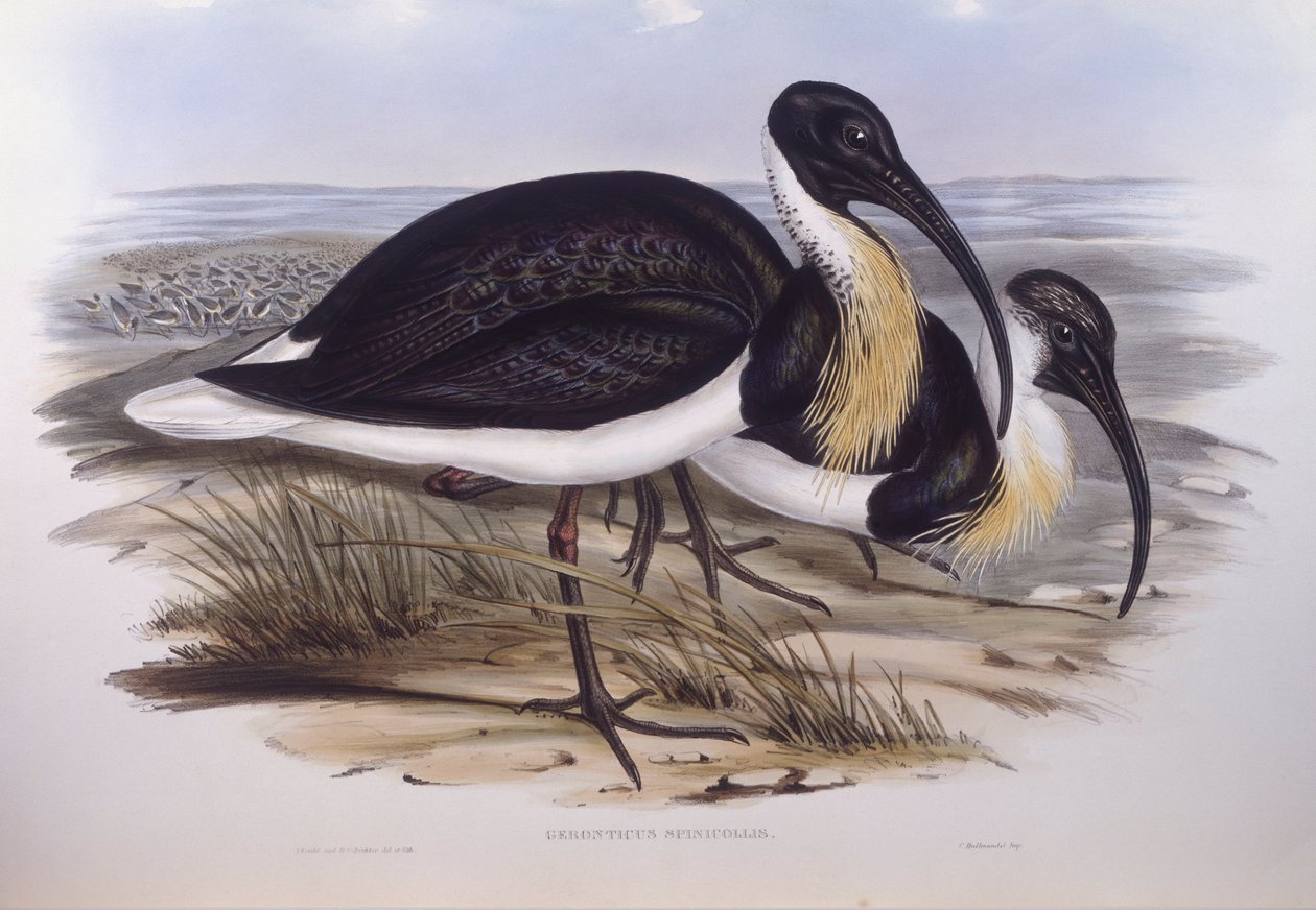 ibis de pescoço de palha (Threskiornis spinicollis), Gravura de John Gould de John Gould