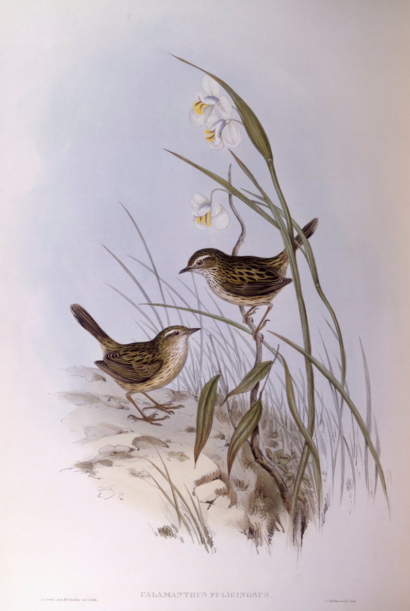 Calamanto estriado (Calamanthus fuliginosus), Gravura de John Gould de John Gould