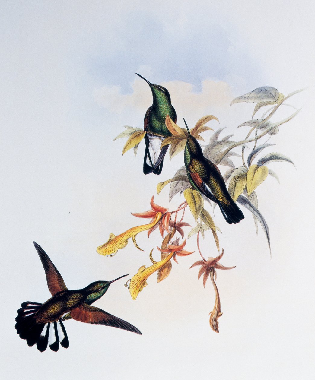 Beija-flor de cauda listrada (Eupherusa eximia), gravura de Monograph of Trochilidae or Humming Birds (1849-1861), de John Gould (1804-1881), Reino Unido de John Gould
