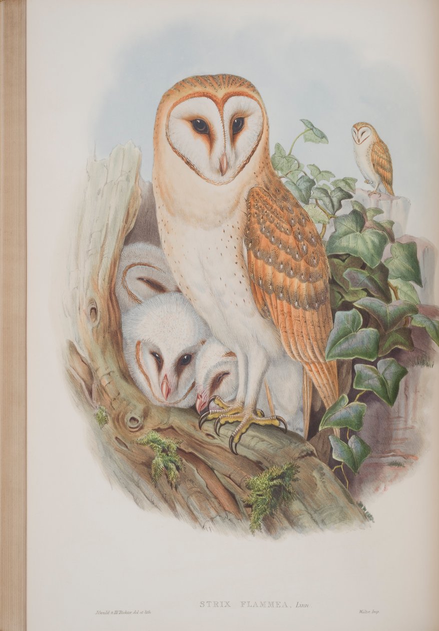 Strix Flammea, prato de The Birds of Great Britain, de John Gould, publicado em 1862-73 (litografia colorida à mão) de John Gould