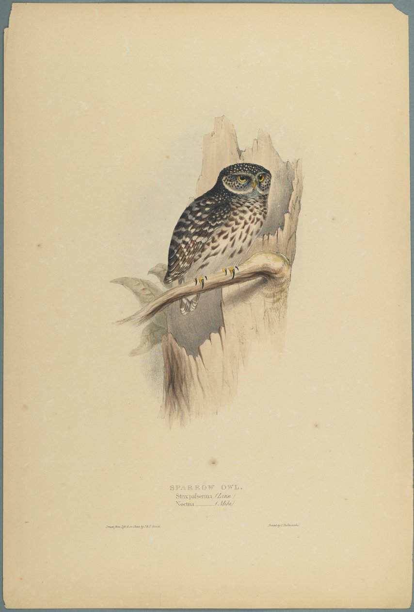 Strix Pafsernia - Noctua (cor litho em papel de capa) de John Gould