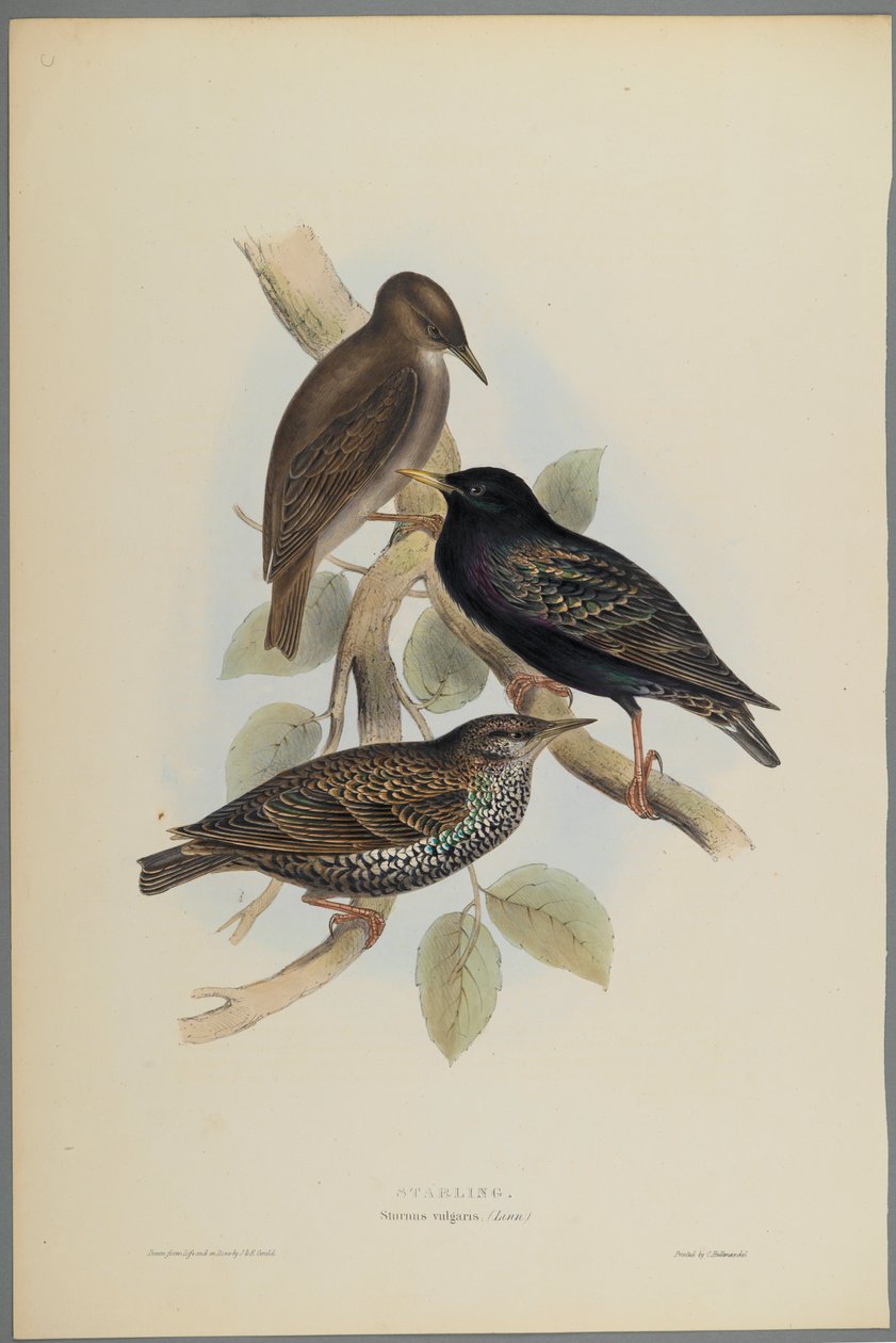 Sturnus Vulgaris - Starling (litografia a cores em papel de parede) de John Gould