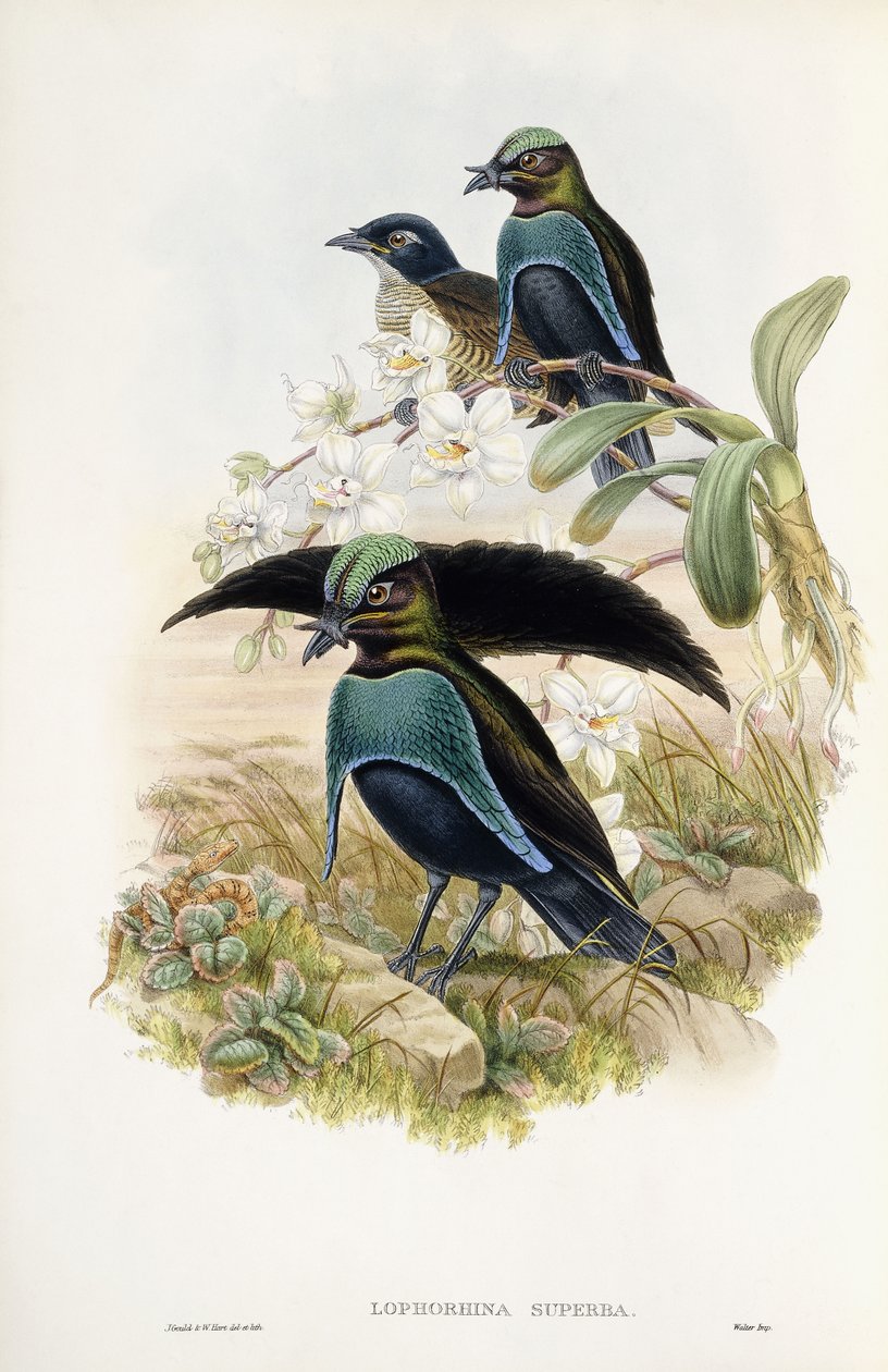 Soberbo Pássaro do Paraíso de John Gould