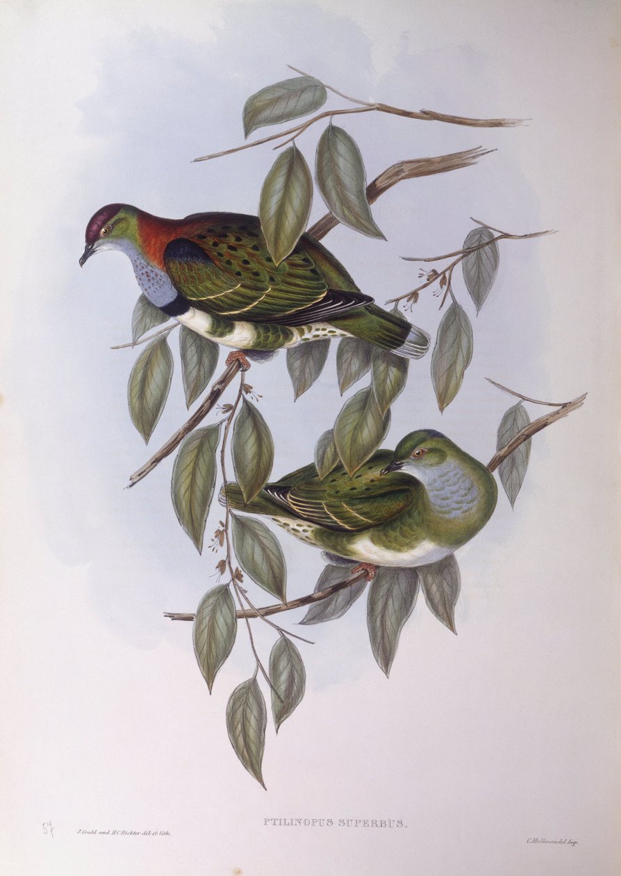 Soberba pomba da fruta (Ptilinopus superbus), Gravura de John Gould de John Gould