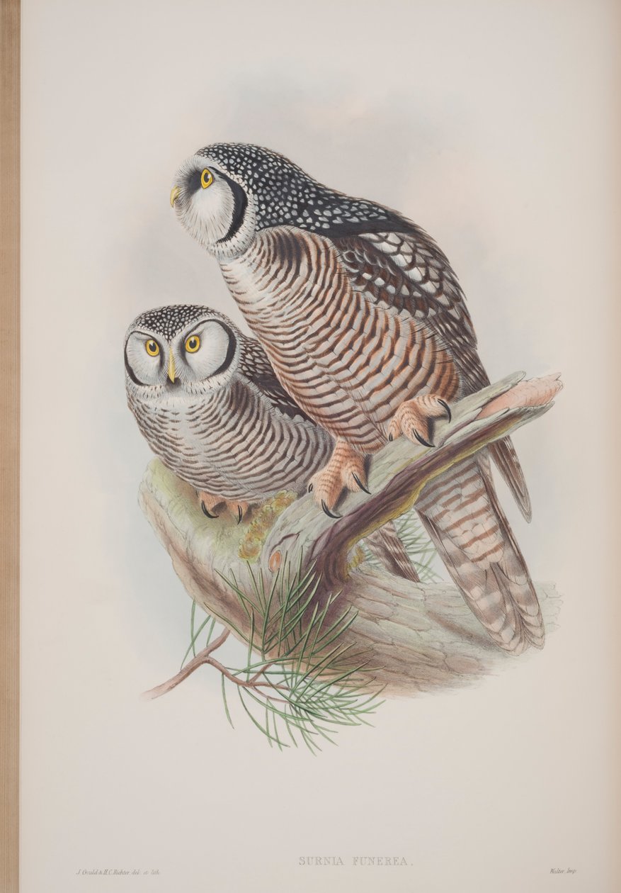 Surnia Funerea, prato de The Birds of Great Britain, de John Gould, publicado em 1862-73 (litografia colorida à mão) de John Gould