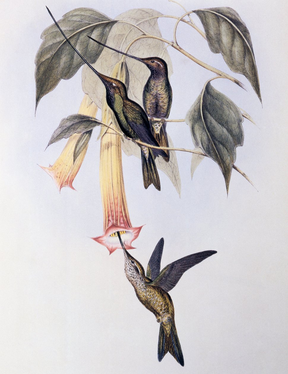 Beija-flor-de-bico-espada (Docimastes ensiferus) de John Gould
