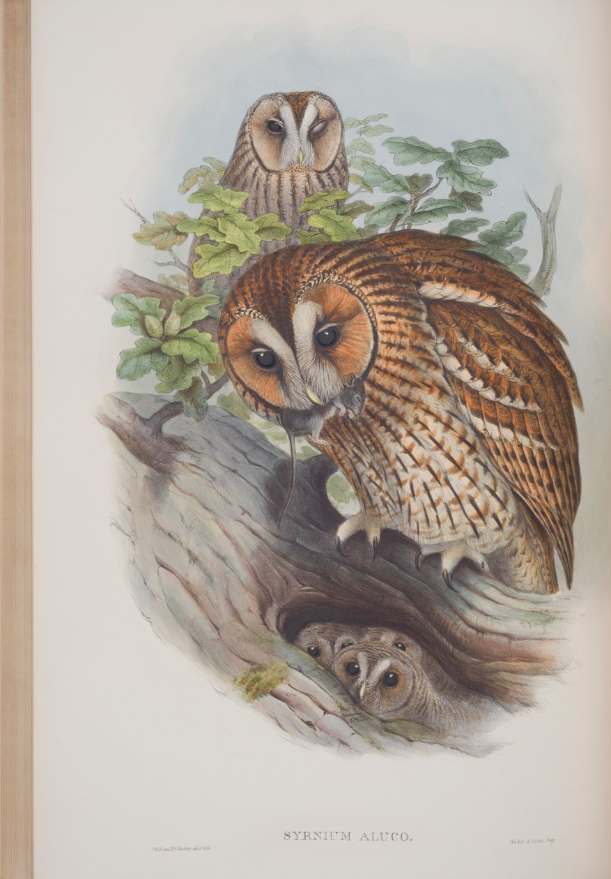 Syrnium Aluco, prato de The Birds of Great Britain, de John Gould, publicado em 1862-73 (litografia colorida à mão) de John Gould