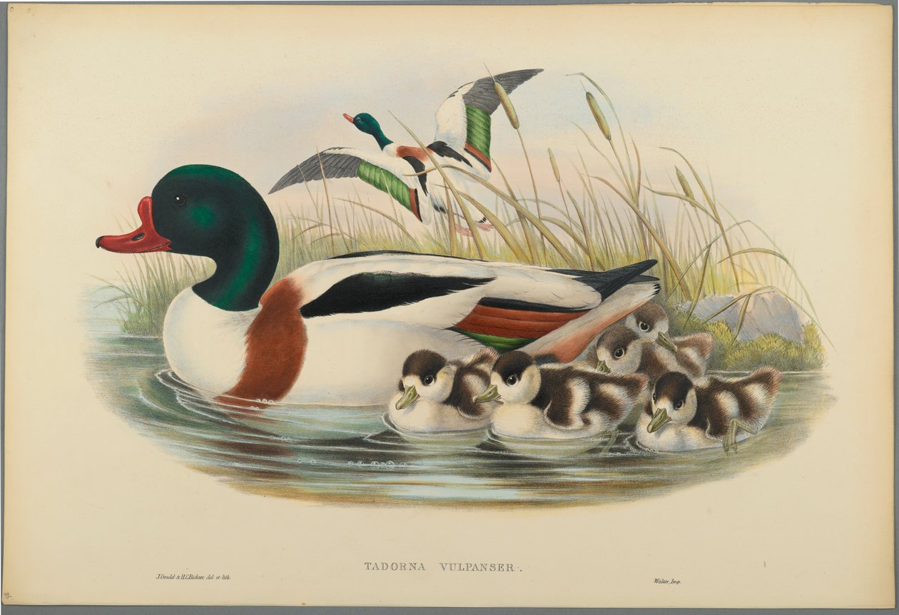 Tadorna Vulpanser: Sheldrake (cor litho em papel de capa) de John Gould