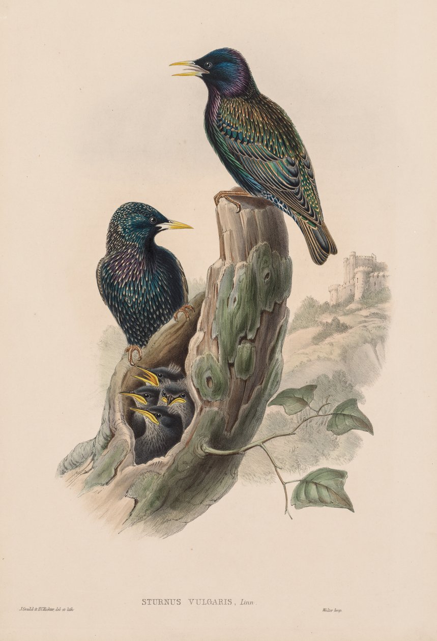 Os pássaros da Grã-Bretanha: Sturnur vulgaris. de John Gould