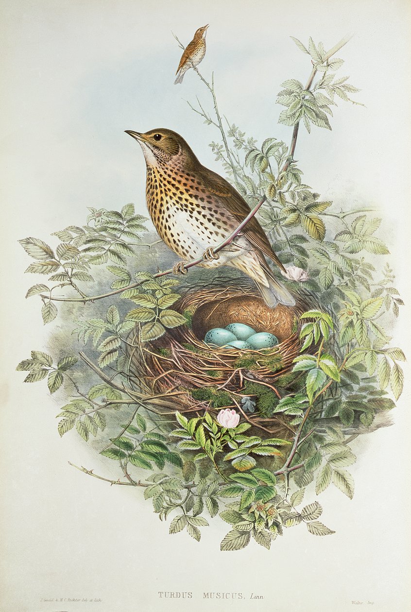 Tordo com seu ninho (lito colorido) de John Gould